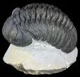 Bumpy Drotops Trilobite - Nice Preperation #55972-1